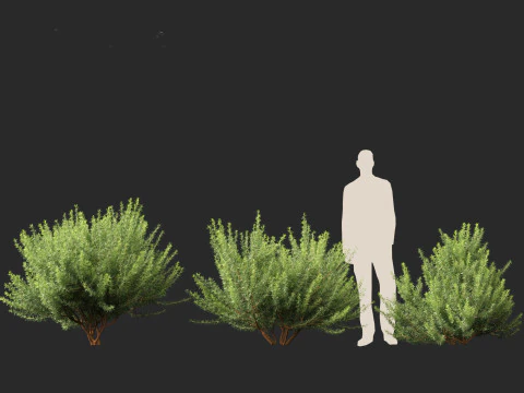 Leptospermum scoparium - manuka myrtle 3D Model