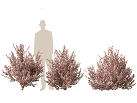 Leptospermum scoparium - manuka myrtle 3D Model