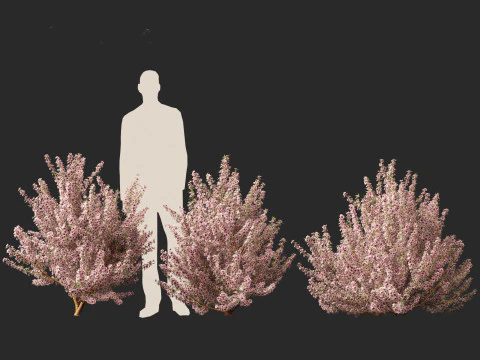 Leptospermum scoparium - manuka myrtle 3D Model