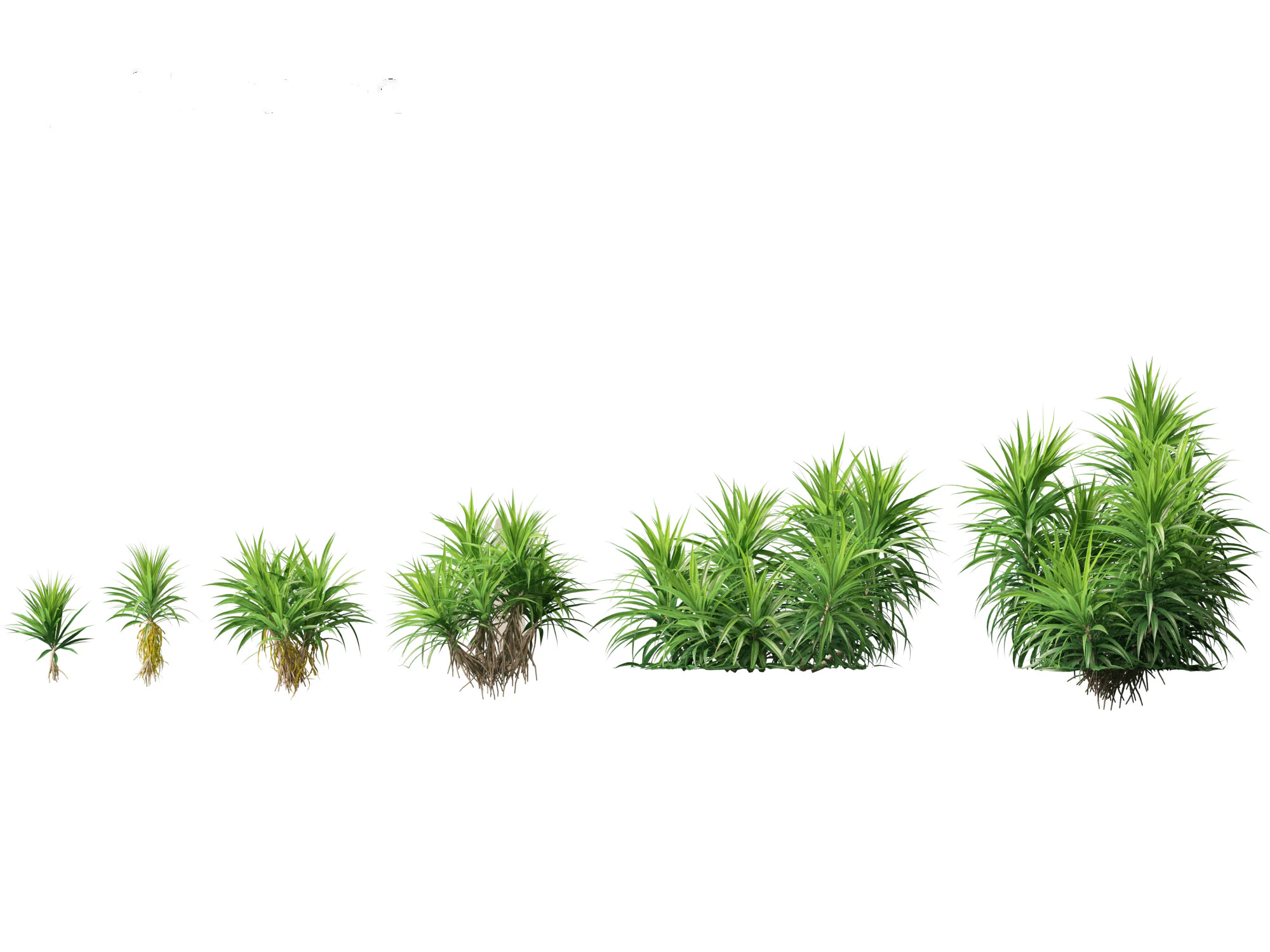 Pandanus amaryllifolius - Pandan 3D Model .c4d .max .obj .3ds .fbx .stl .blend 