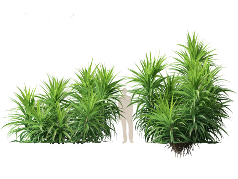 Pandanus amaryllifolius - Pandan 3D Model