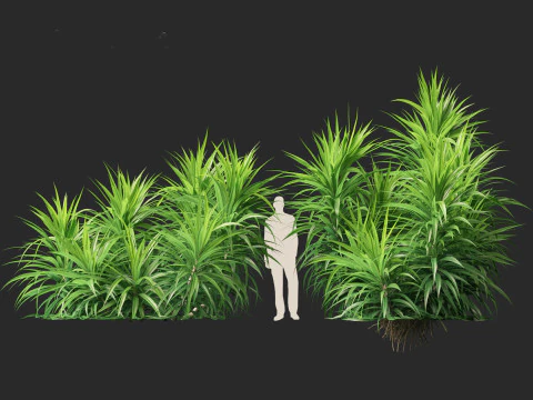 Pandanus amaryllifolius - Pandan 3D Model