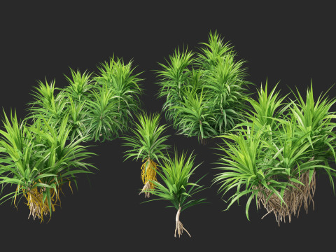 Pandanus amaryllifolius - Pandan 3D Model