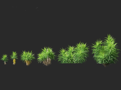 Pandanus amaryllifolius - Pandan 3D Model