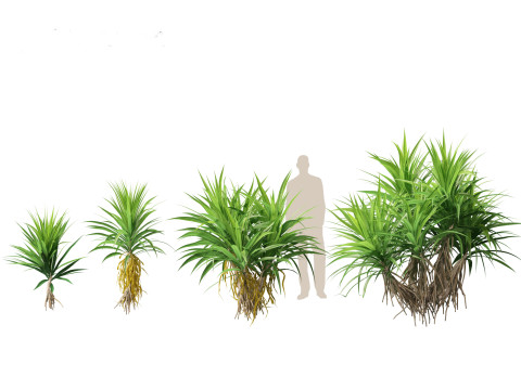 Pandanus amaryllifolius - Pandan 3D Model