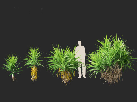 Pandanus amaryllifolius - Pandan 3D Model