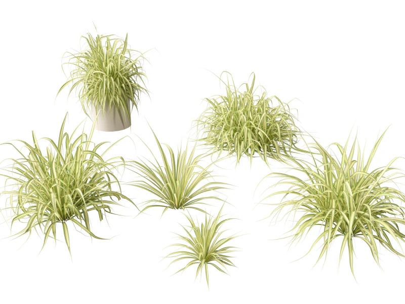 Pandanus baptistii Variegata - Goudgestreepte schroefden 3D Model .c4d .max .obj .3ds .fbx .stl .blend 