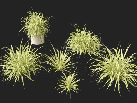 Pandanus baptistii Variegata - Goudgestreepte schroefden 3D Model