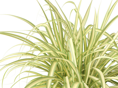 Pandanus baptistii Variegata - Gold-Striped Screw Pine Model 3D