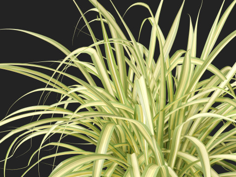 Pandanus baptistii Variegata - Gold-Striped Screw Pine Model 3D