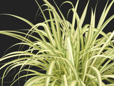 Pandanus baptistii Variegata - Goudgestreepte schroefden 3D Model