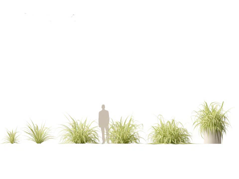 Pandanus baptistii Variegata - Goudgestreepte schroefden 3D Model