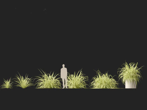 Pandanus baptistii Variegata - Goudgestreepte schroefden 3D Model