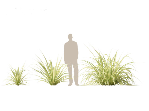 Pandanus baptistii Variegata - Gold-Striped Screw Pine Model 3D