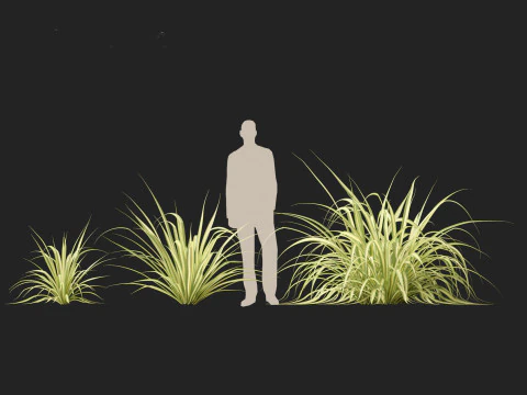 Pandanus baptistii Variegata - Goudgestreepte schroefden 3D Model