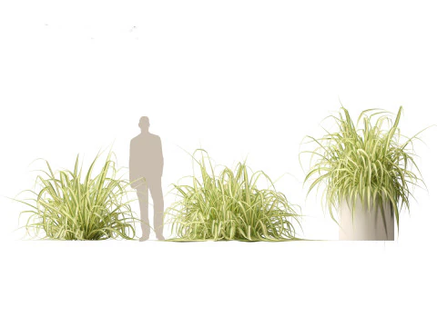 Pandanus baptistii Variegata - Goudgestreepte schroefden 3D Model