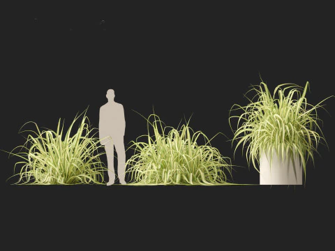 Pandanus baptistii Variegata - Goudgestreepte schroefden 3D Model