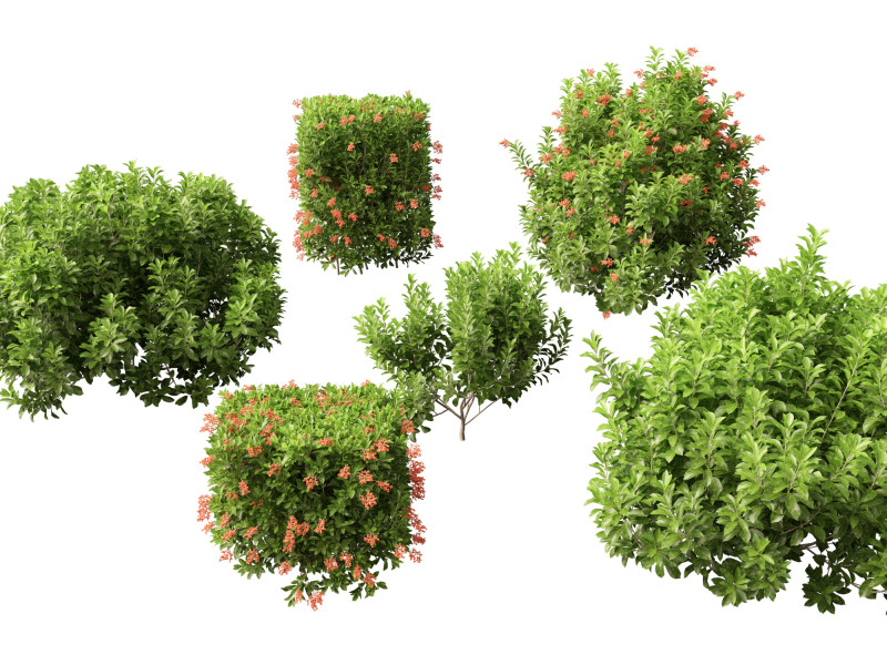Sweet Viburnum Odoratissimum Model 3D .c4d .max .obj .3ds .fbx .stl .blend