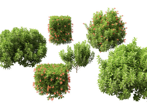Sweet Viburnum Odoratissimum 3D मॉडल
