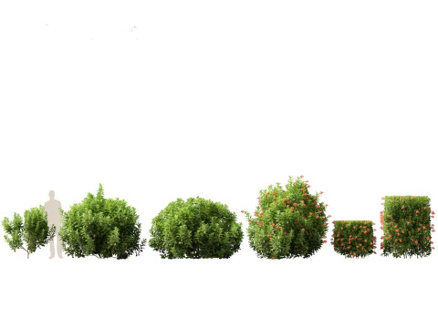 Doce Viburnum Odoratissimum Modelo 3D