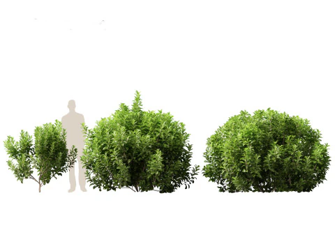 Doce Viburnum Odoratissimum Modelo 3D