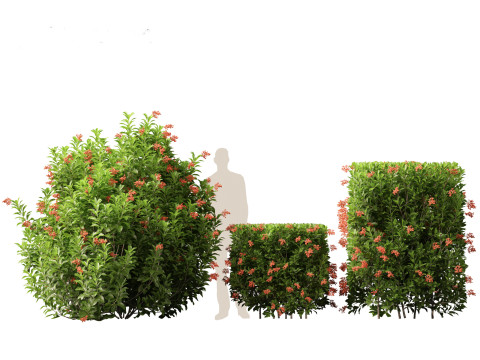 Sweet Viburnum Odoratissimum Model 3D
