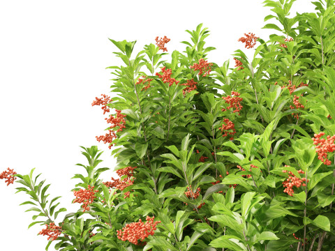 Sweet Viburnum Odoratissimum Model 3D