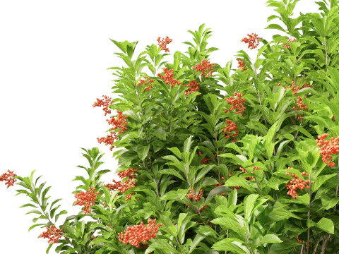 Doce Viburnum Odoratissimum Modelo 3D