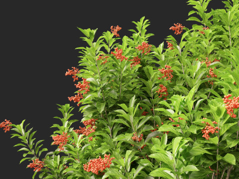 Sweet Viburnum Odoratissimum Model 3D