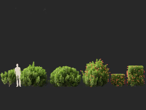 Doce Viburnum Odoratissimum Modelo 3D