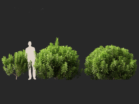 Sweet Viburnum Odoratissimum Model 3D