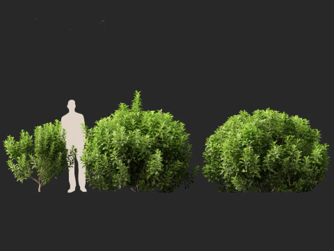 Doce Viburnum Odoratissimum Modelo 3D