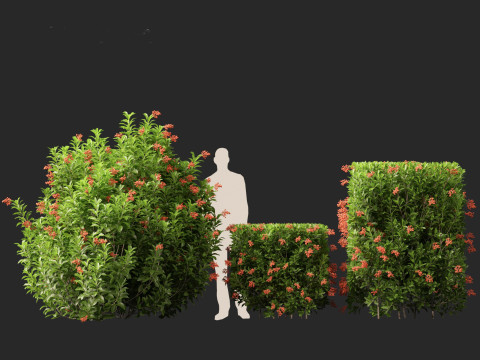 Sweet Viburnum Odoratissimum Model 3D
