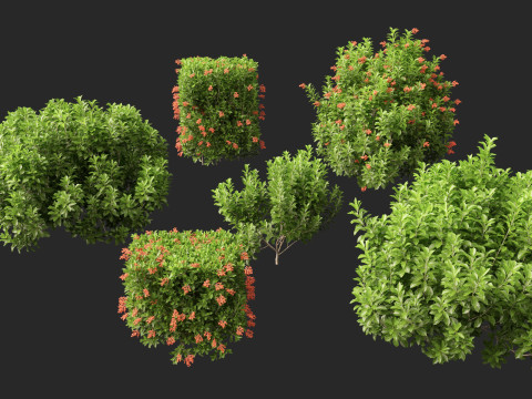 Sweet Viburnum Odoratissimum Model 3D