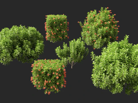 Doce Viburnum Odoratissimum Modelo 3D