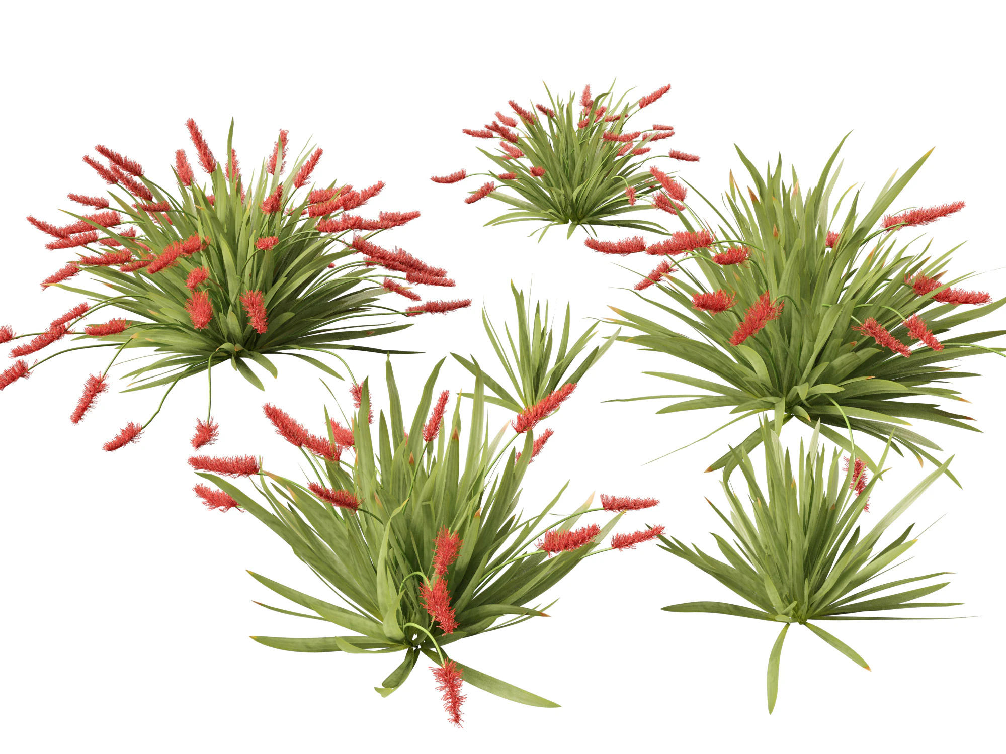 Xeronema callistemon - Giglio dei poveri cavalieri Modello 3D .c4d .max .obj .3ds .fbx .stl .blend