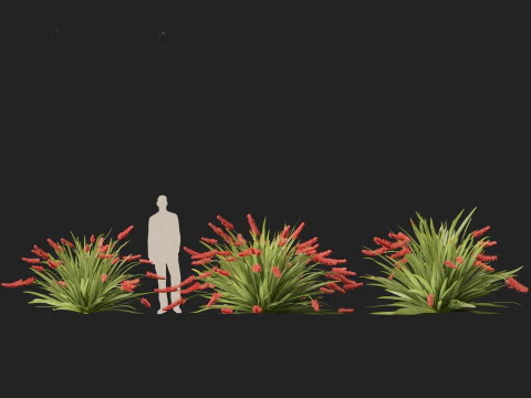 Xeronema callistemon - Giglio dei poveri cavalieri Modello 3D