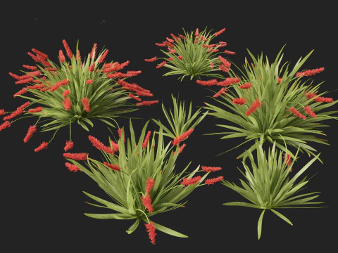 Xeronema callistemon - Giglio dei poveri cavalieri Modello 3D
