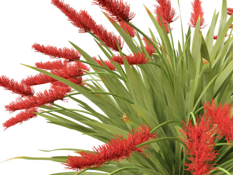 Xeronema callistemon - Poor knights lily 3D Model