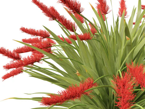 Xeronema callistemon - Giglio dei poveri cavalieri Modello 3D
