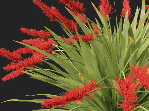 Xeronema callistemon - Poor knights lily 3D Model