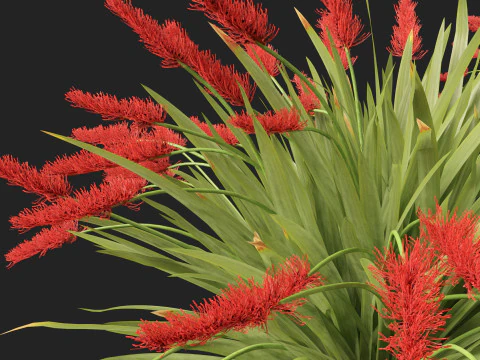 Xeronema callistemon - Giglio dei poveri cavalieri Modello 3D