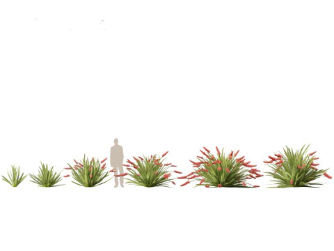 Xeronema callistemon - Giglio dei poveri cavalieri Modello 3D