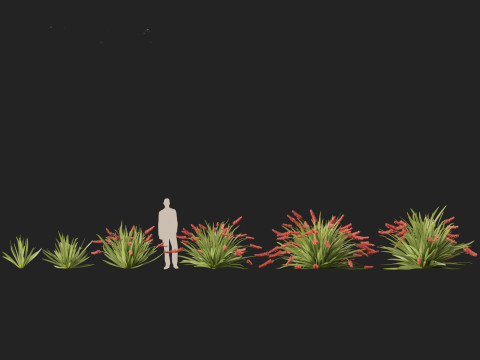 Xeronema callistemon - Poor knights lily 3D Model