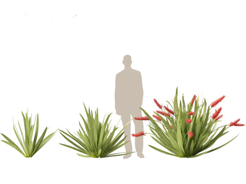 Xeronema callistemon - Giglio dei poveri cavalieri Modello 3D