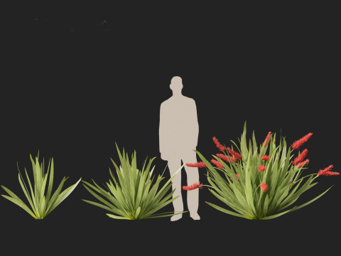 Xeronema callistemon - Poor knights lily 3D Model