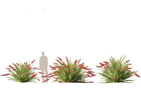 Xeronema callistemon - Poor knights lily 3D Model