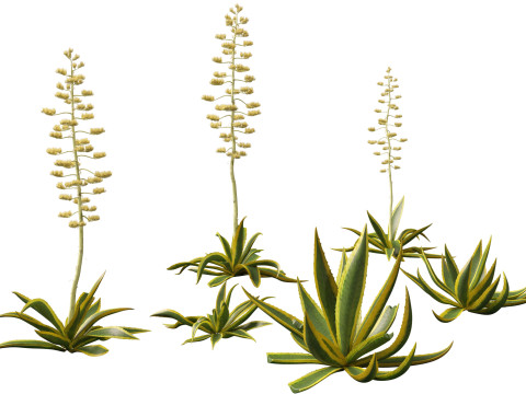 Agave Americana - The Century Plant Model 3D
