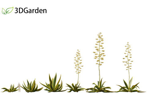 Agave Americana - The Century Plant 3D-Modell