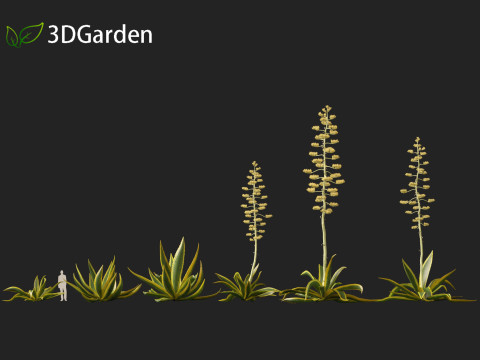 Agave Americana - The Century Plant Model 3D